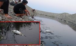 Bozyazı'da toplu balık ölümlerine inceleme