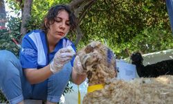 Hayvan Hakları Federasyonu, Manavgat'ta hayvan hastanesi kurdu