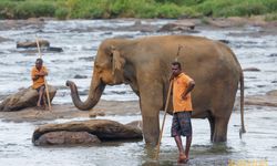 Sri Lanka'da fillerin 4 saatten fazla çalıştırılması yasaklandı