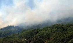 Orman Genel Müdürlüğü: Bugün çıkan 8 orman yangını kontrol altına alındı