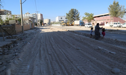 Kızıltepe'de asfalt dökümü için 200 ağaç söküldü