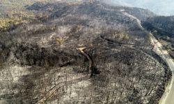 Orman Genel Müdürü Karacabey: "Yangınlarda ormanların yüzde 5'i zarar gördü"