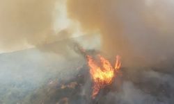 Milas'ta ormanlık ve zeytinlik alanda yangın