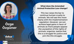 What does the Amended Animal Protection Law change?