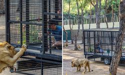 Antalya'daki aslan safarisine tepki: "Nasıl izin verildi?"