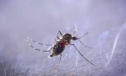 İstanbul’un sivrisinek üreme haritası çıkarıldı