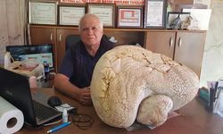 Mersin'de 20 kiloluk dev mantar bulundu
