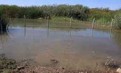 Suruç Ovası’nda 20 bin dönüm tarım arazisi sular altında kaldı