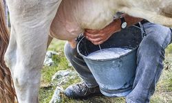 Toplanan inek sütü miktarı temmuzda yıllık bazda yüzde 0,9 azalarak 835 bin 773 ton oldu