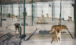 Erdoğan called for stray dogs to be collected, Ministry sent circular to municipalities