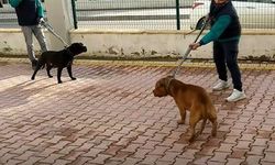 Asiye'ye saldıran pitbull cinsi köpekler silah sayıldı