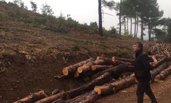 ÖZEL DOSYA | Türkiye bile isteye ormansızlaştırılıyor