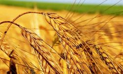 Buğday ülkesi Türkiye, Hindistan'dan buğday ithal edebilir