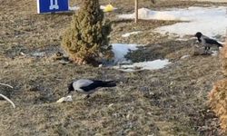 Erzurum'da yere atılan atıklar hayvanlar için ölüm tehlikesi oluşturuyor