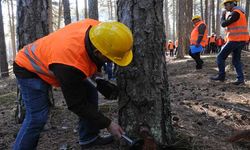 Resmi Gazete'de yayınlandı: Orman Genel Müdürlüğü'ne 5 bin geçici işçi alımı