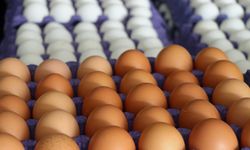 Tarım ve Orman Bakanlığı, Tayvan'a ihraç edilen yumurtalara ilişkin iddialar üzerine inceleme başlattı