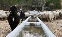 Mansur Yavaş duyurdu: Hayvancılık yapan çiftçilere SIVAT desteği