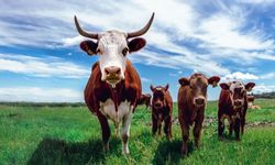 Yeni Zelanda geğiren ineklere vergi getiriyor