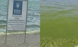 İznik Gölü'nü siyanobakteri bastı, göle girmek yasaklandı