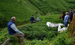 Çay üreticilerinden ve siyasilerden Çay Kanunu'na  tepki: Çayda sömürü kanunlaşıyor!