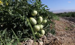 Honaz'da domates tarlası ürün vermeye başladı