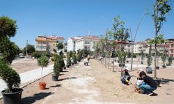 Nevşehir Belediyesi'nden ağaç hamlesi
