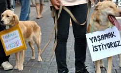 Hayvan hakları savunucusu Avukat Karataş: Evsiz Hayvanları Koruma ve Yaşatma Platformu yasaya aykırı