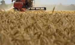Ukrayna'dan dünyaya tahıl ihracatı bu hafta başlıyor