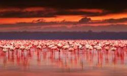 Tuz Gölü'ndeki flamingo ölümleri Meclis gündeminde: Su kanalları neden açılmıyor?
