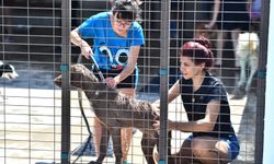 Hayvanseverler İzmir'de can dostlarıyla buluştu