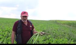 Afyonkarahisarlı pancar üreticisi: Çiftçi elim hamur, karnım aç durumunda