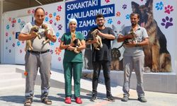 Gazipaşa Belediyesi sokak hayvanlarını yalnız bırakmıyor