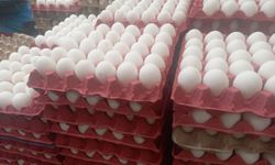 Haziranda tavuk yumurtası üretimi önceki aya göre yüzde 3,9 azaldı