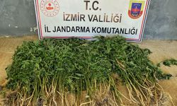 İzmir'in 9 ilçesinde uyuşturucu operasyonu