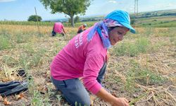 Lüleburgaz Belediyesi ihtiyaç sahipleri için soğan dökümü yaptı