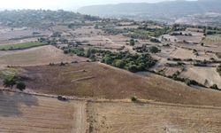 Tarsus Belediyesi'nin üreticiye verdiği ayçiçek tohumlarının hasadı yapıldı