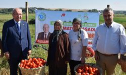Tekirdağ Malkara'da domates hasadı yapıldı