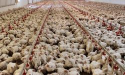 TÜİK verilerine göre: Tavuk eti üretimi yüzde 13,4 arttı