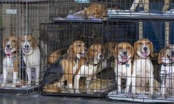 Bu köpeklere yuva aranıyor: Yetiştirme yurtlarından kurtarıldılar