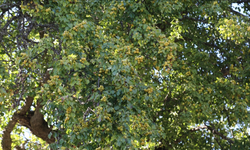 Artvin'de 1100 yıllık armut ağacı meyve vermeye devam ediyor