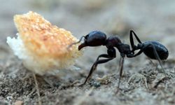 Yeni araştırma: Bilim insanları dünyadaki toplam karınca sayısını hesapladı