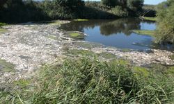 Bakırçay'da çevre faciası: Nehrin üzeri ölü balıklarla kaplandı