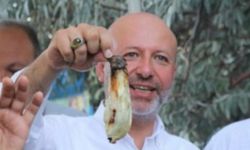 Kayseri Kocasinan'da 'Yamula Patlıcanı' için geri sayım