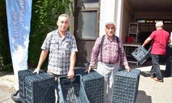 Manisa Salihli'deki üreticiler zeytin kasalarına kavuştu
