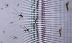Bakanlıktan sivrisinek rehberi: Sivrisinekten nasıl korunulur?