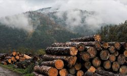 Enerji krizi odun şirketlerine yaradı: Hisseleri yüzde 700 arttı