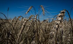 Ukrayna, Etiyopya ve Somali'ye 50 bin ton buğday gönderecek