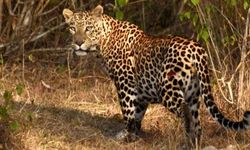 Hindistan'da 300 kişi 28 gündür ormandan şehre inen leoparı yakalamaya çalışıyor: Hiçbir tuzağa düşmedi