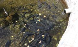 Malatya'da gizemi çözülemeyen balıklar: Öldüklerinde cenaze töreni düzenleniyor