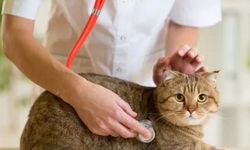 Kedi köpek sahipleri dikkat: Evcil dostunuzu veterinere götürmekte zorlanıyor musunuz?